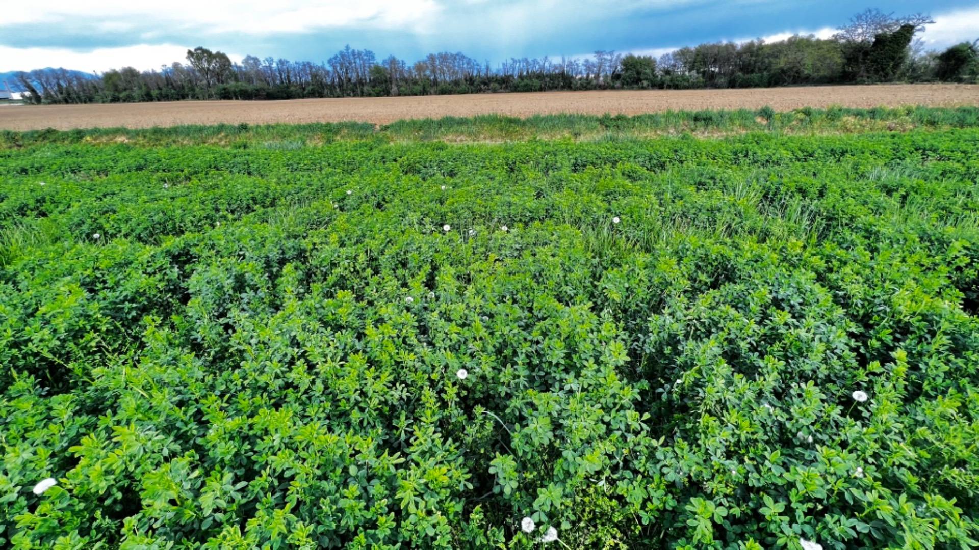 Terreno Agricolo a Bottanuco