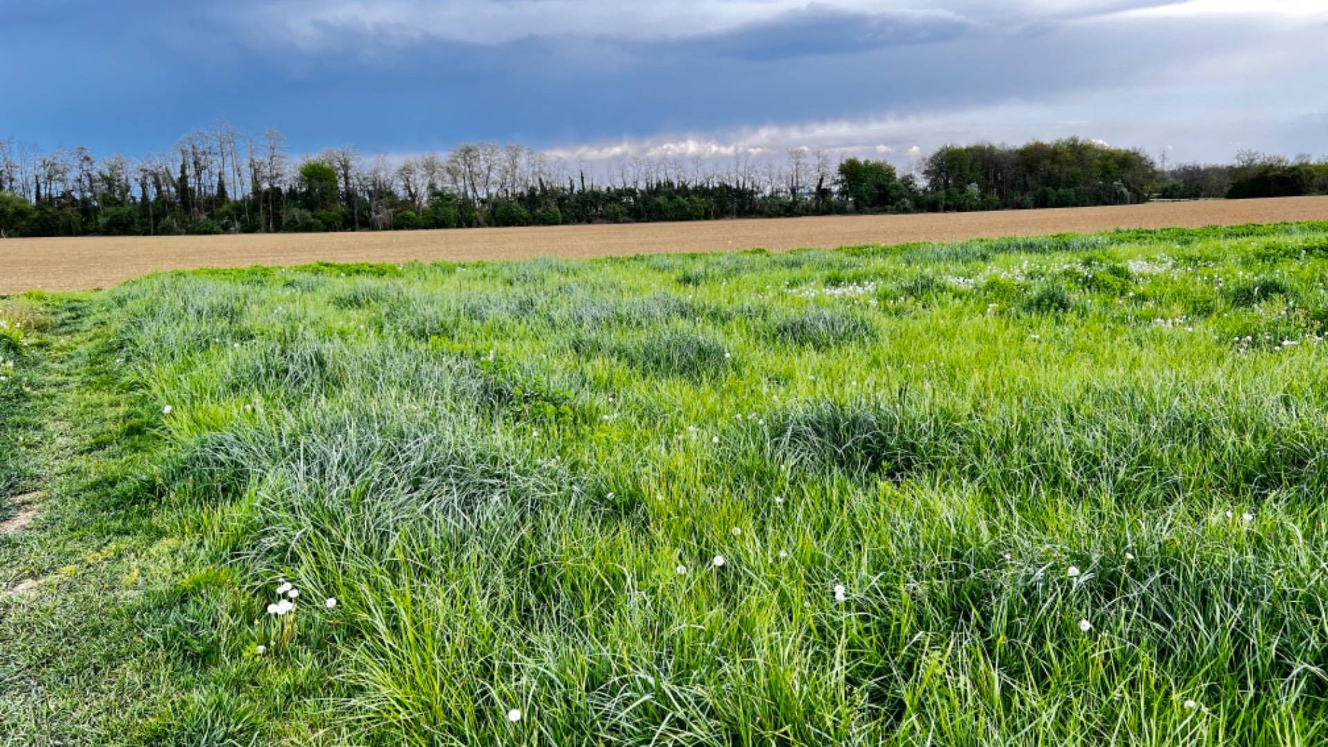 UN ANGOLO DI NATURA TUTTO DA VIVERE
Terreno agricolo pianeggiante di circa 1.500 mq
Prezzo interessante
