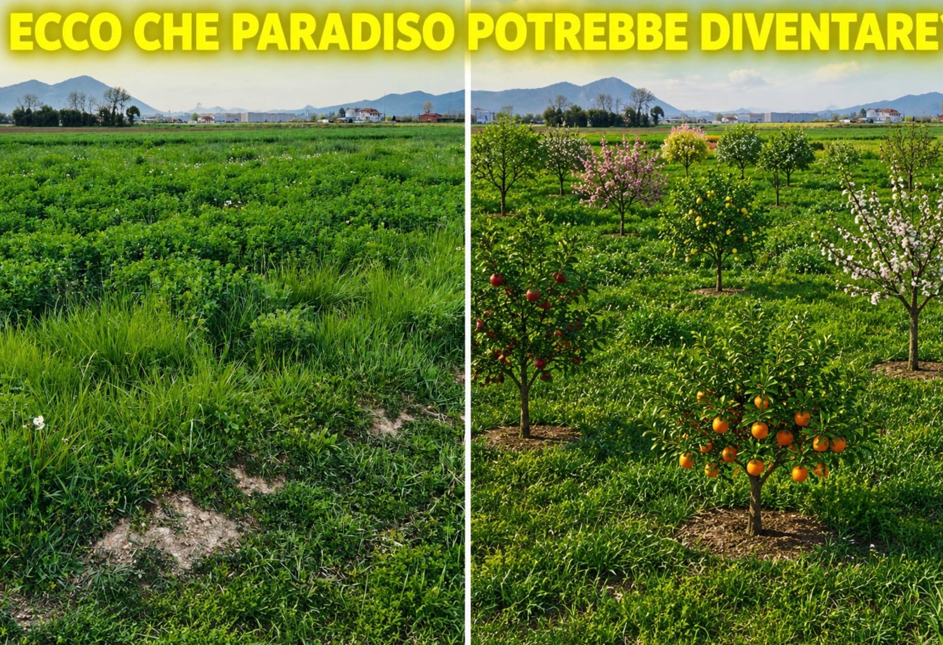 TERRENO AGRICOLO DI 1.500 MQ – PIANEGGIANTE, REGOLARE E FACILMENTE ACCESSIBILE